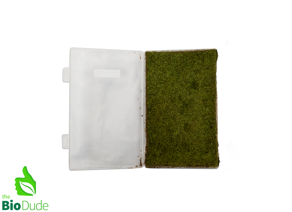 Live hand propagated Wichurae Moss