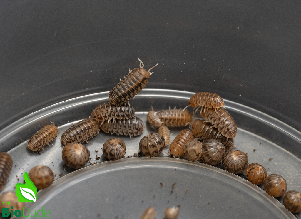 Venezillo parvus "Wild Type" Isopods FREE SHIPPING
