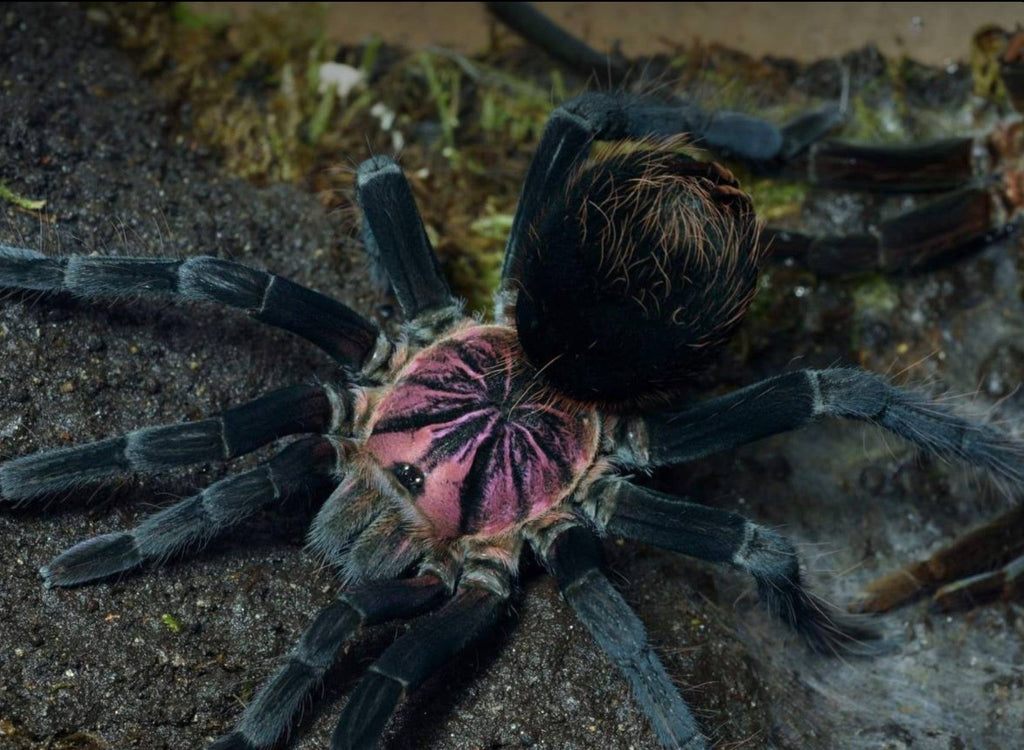Xenesthis sp Light – Light Beauty Birdeater Tarantula | Pastel Colombian Giant | TDE
