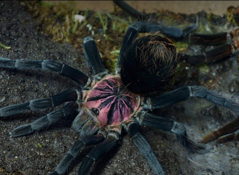Xenesthis sp Light – Light Beauty Birdeater Tarantula | Pastel Colombian Giant | TDE