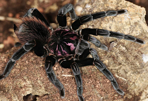 Xenesthis intermedia – Amazon Blue Bloom Tarantula | Rare Birdeater Species | Live Arrival Guarantee| TDE