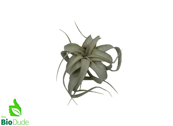 Xerographica Tillandsia 3-5"