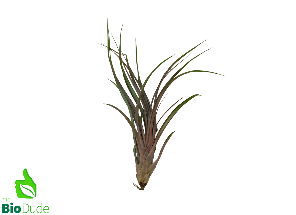 XXL Tillandsia Bromeliad - Assorted 10-18"