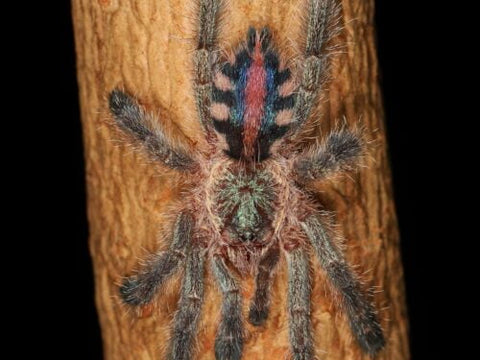 Ybyrapora diversipes – Amazon Sapphire Pink Toe Tarantula | Iridescent Blue Jewel | Live Arrival Guarantee | TDE