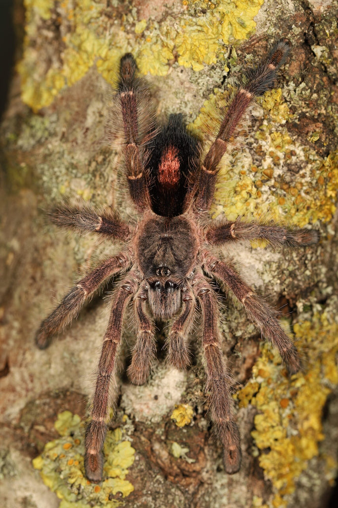 Ybyrapora gamba – Purple Diamond Pink Toe Tarantula | Rare Arboreal Gem | Live Arrival Guarantee  | TDE