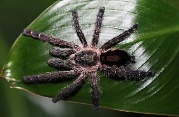 Ybyrapora gamba – Purple Diamond Pink Toe Tarantula | Rare Arboreal Gem | Live Arrival Guarantee  | TDE