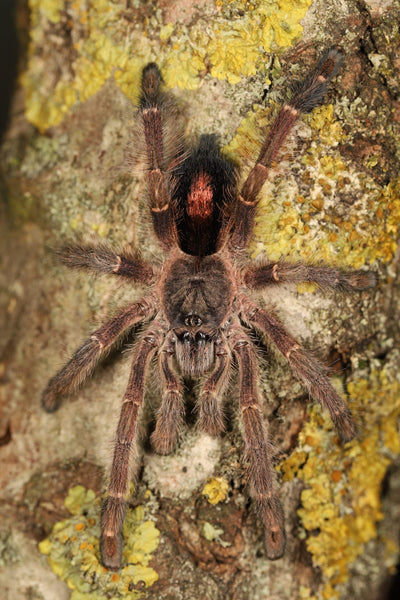 Ybyrapora gamba – Purple Diamond Pink Toe Tarantula | Rare Arboreal Gem | Live Arrival Guarantee  | TDE