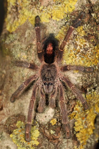 Ybyrapora gamba – Purple Diamond Pink Toe Tarantula | Rare Arboreal Gem | Live Arrival Guarantee  | TDE