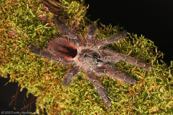 Ybyrapora sooretama – Amazon Purple Sapphire Pinktoe Tarantula | Stunning Arboreal Species | Live Arrival Guarantee | TDE