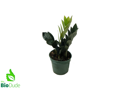 4" Pot ZZ Oscura