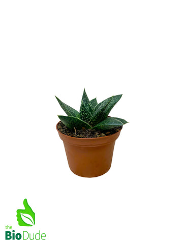 3" Pot Gasteria Flow