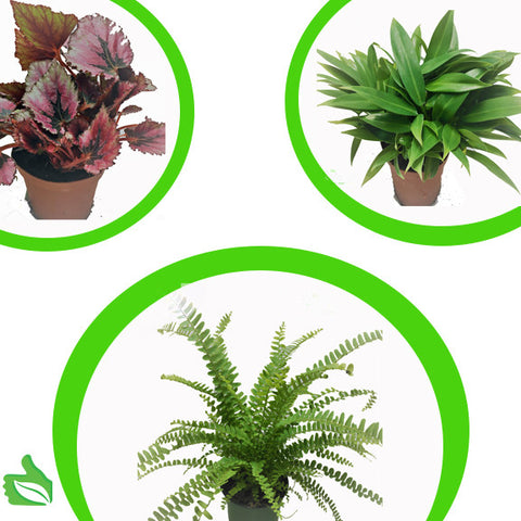 4" Pot Large Tropicals 3-Pack