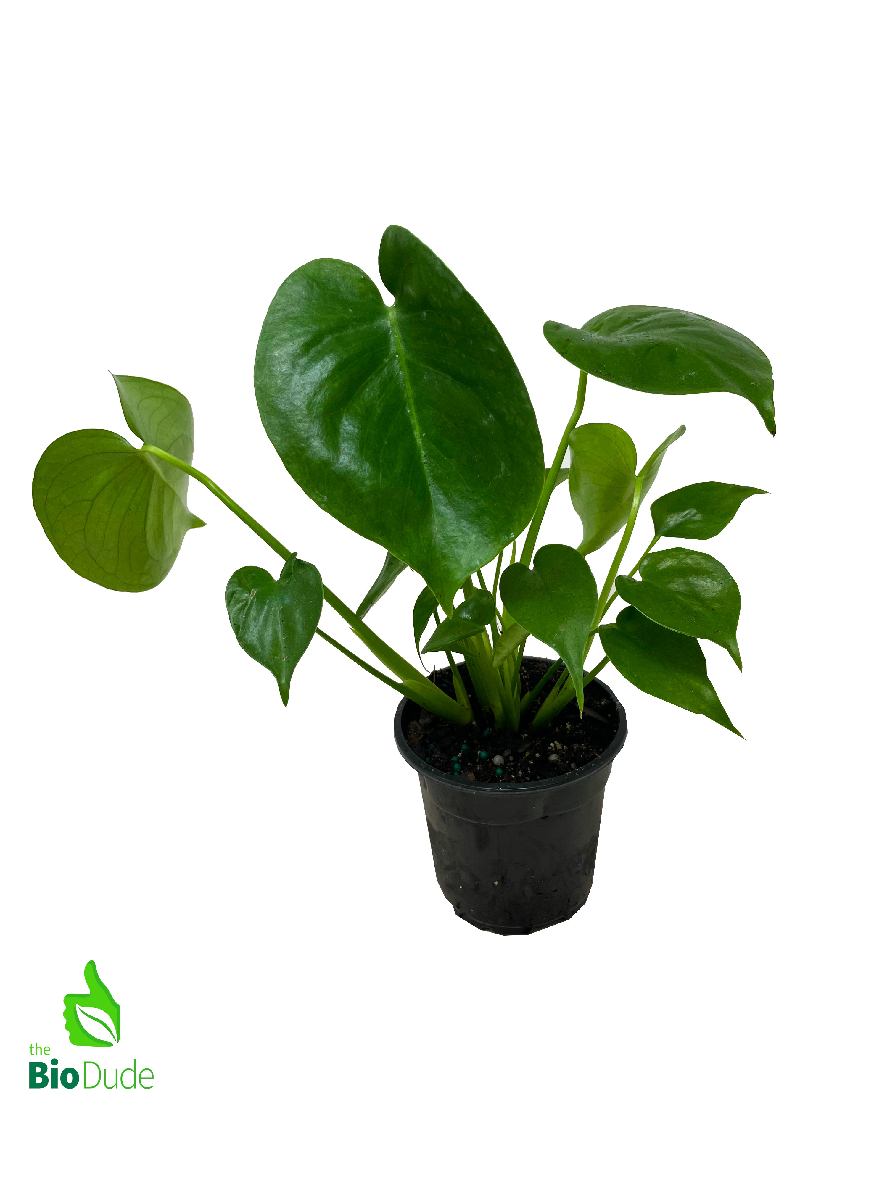 water plant monstera 4" Pot Monstera