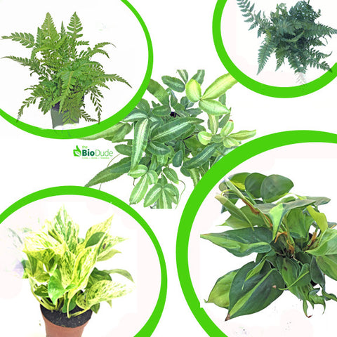 4" Pot Large Tropicals 5-Pack