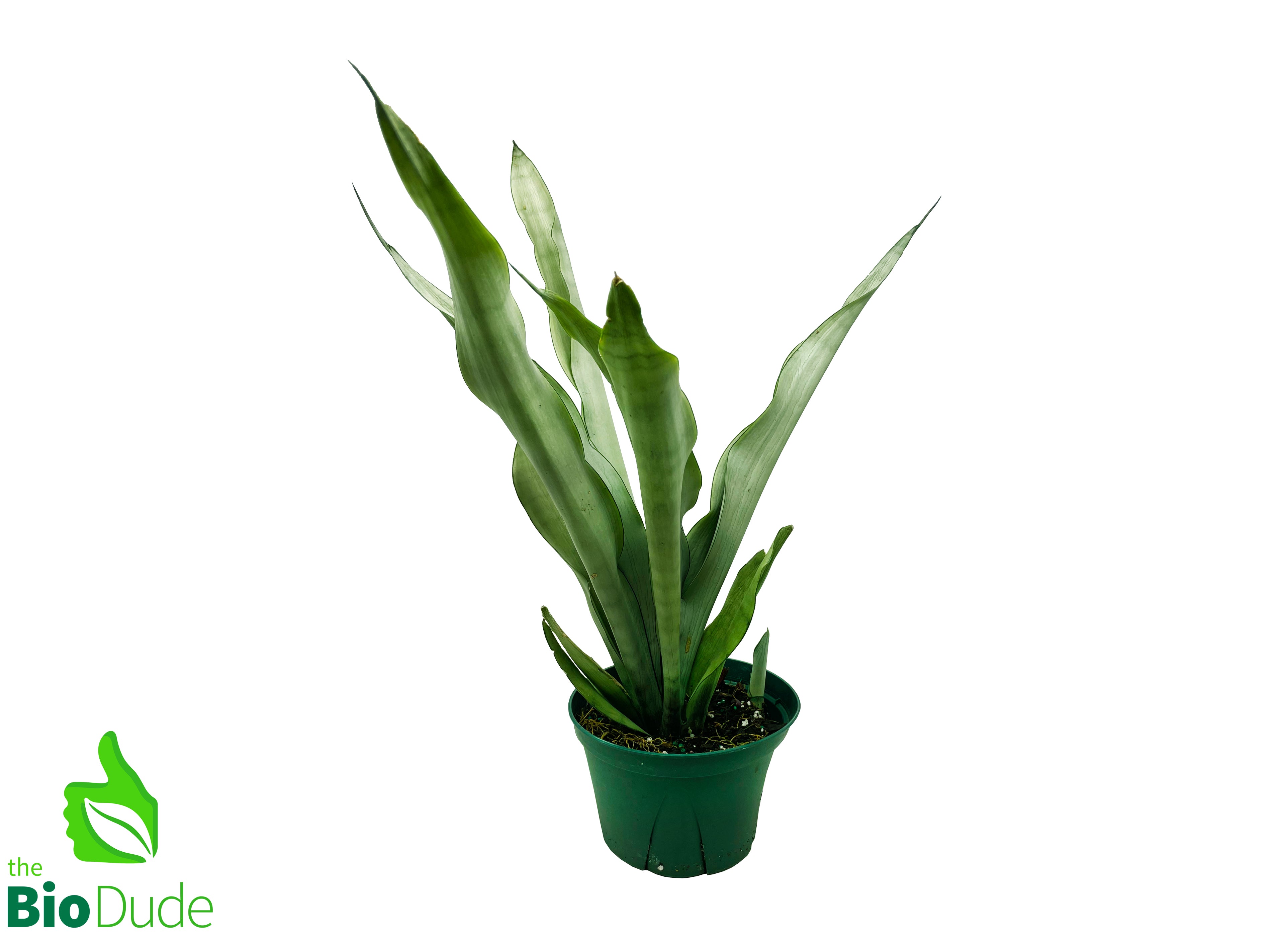 are sansevieria snake plants Sansevieria Moonshine Snake Plant