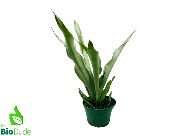 6" Pot Sansevieria Snake Plant Taller Variety