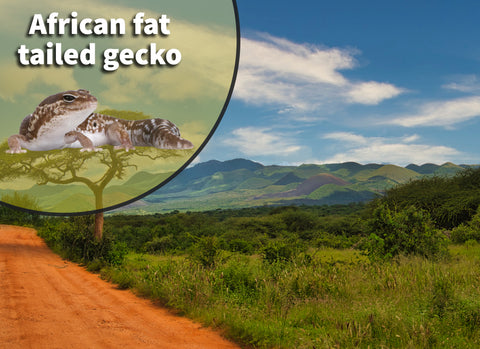African Fat Tail Gecko Bioactive Habitat Terrarium Kit