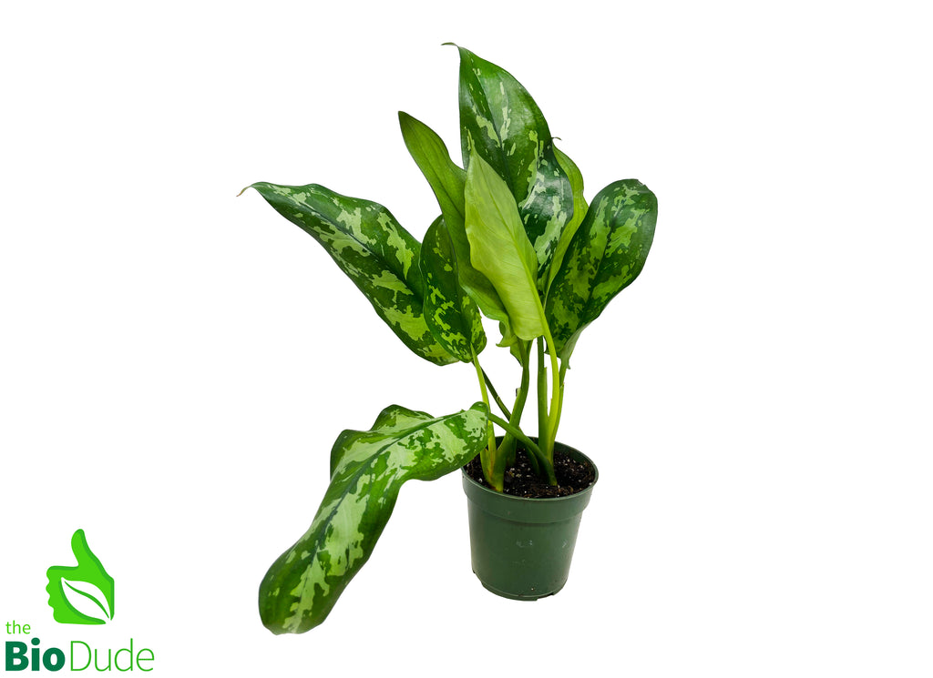 4" Pot Aglaonema Emerald Beauty