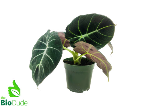 4" Pot Alocasia Black Velvet