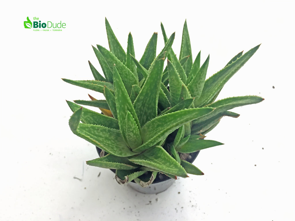 3" Pot Gasteraloe Green Gold