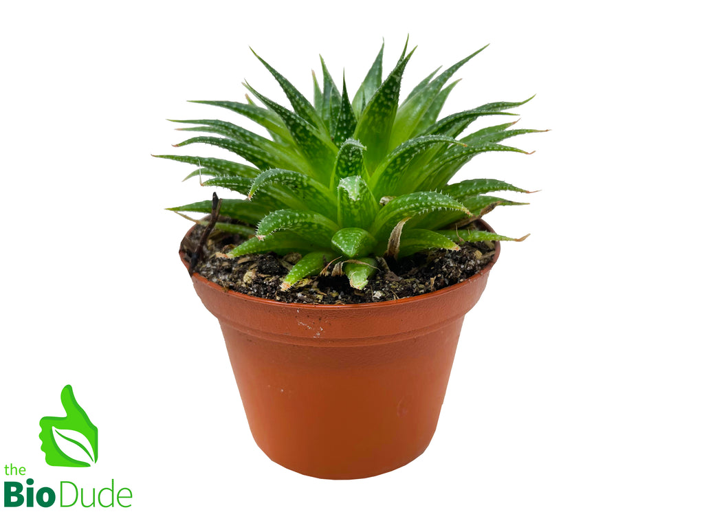 3" Pot Lace Aloe
