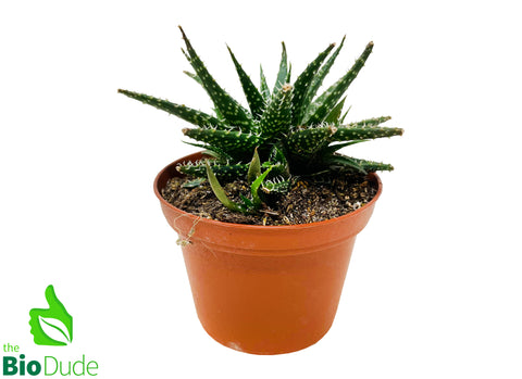 3" Pot Haworthia Leaved Aloe