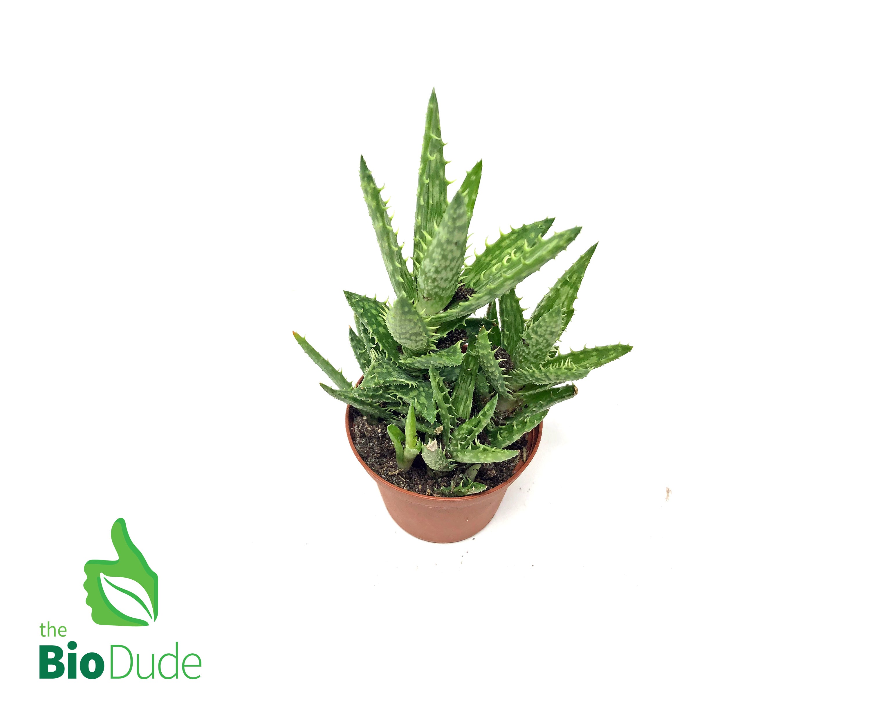 tiger aloe succulent 3" Pot Aloe Tiger Tooth – The Bio Dude