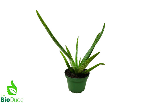 4" Pot Aloe Vera