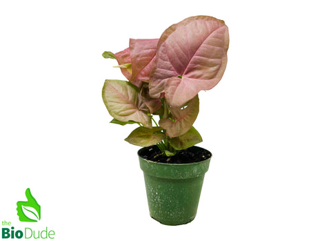 4" Pot Arrowhead Vine Pink Neon