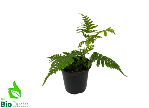 4" Pot Autumn Fern