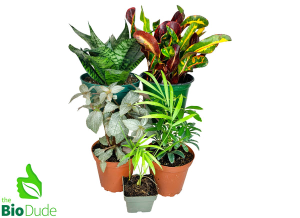 Ball Python Plant Pack V2