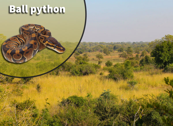 Ball Python (Python regius) Bioactive Vivarium Kit – The Bio Dude