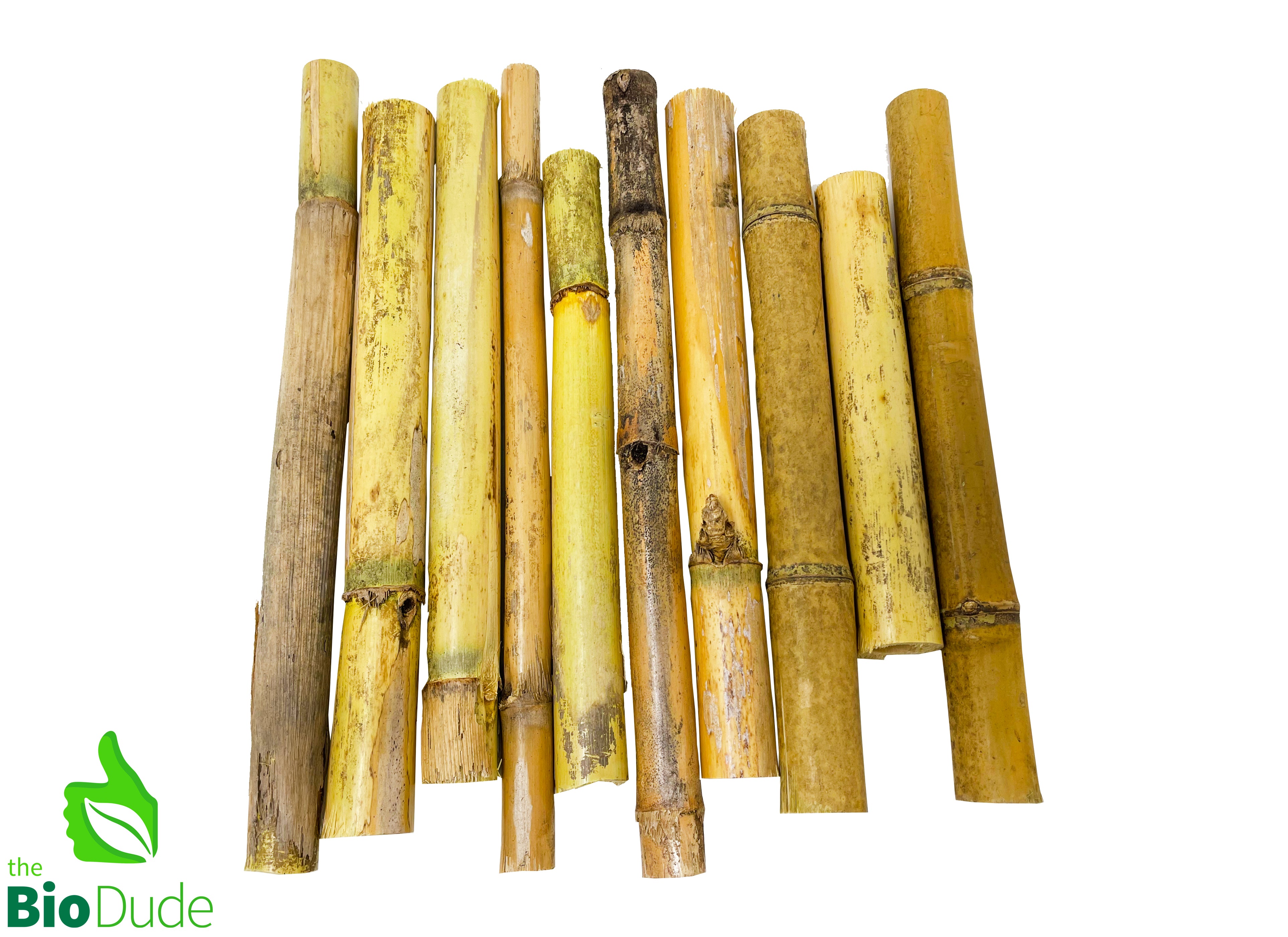 Natural Bamboo Stalks - 10 PCS - Assorted Sizes/Width – The Bio Dude
