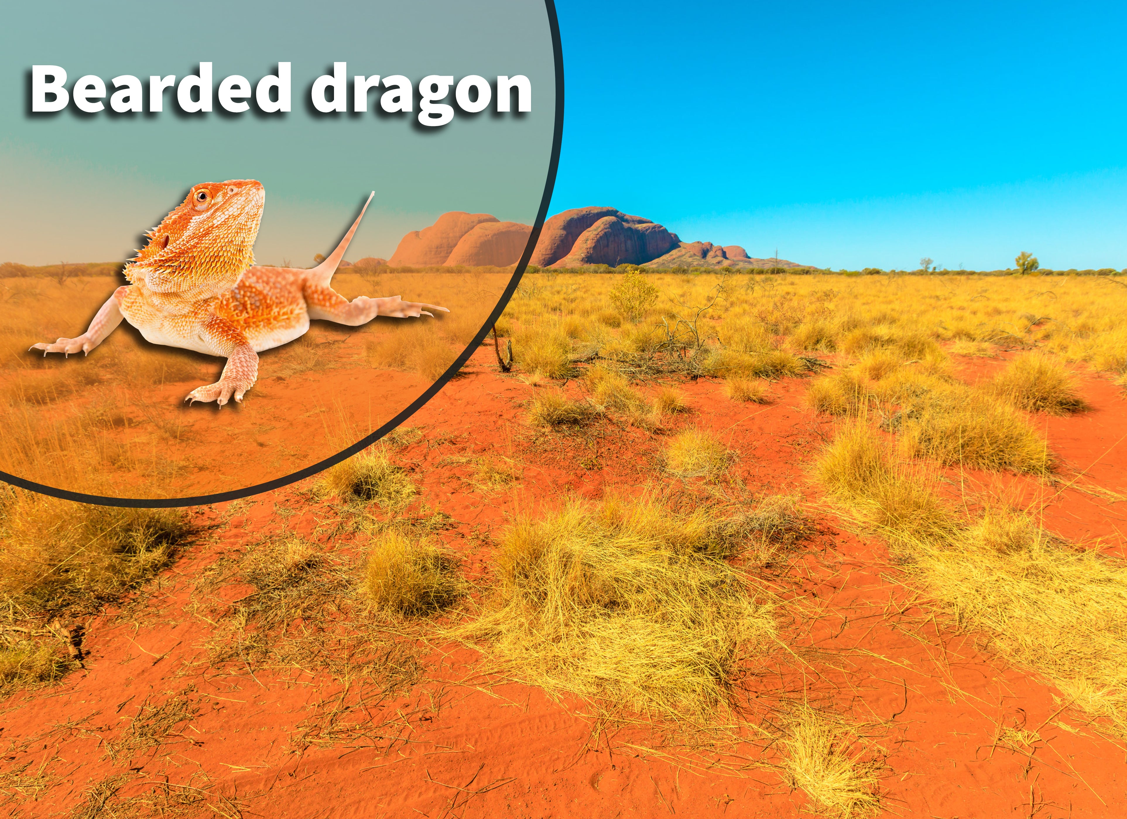 Meet The Colossus: The World'S Largest Bearded Dragon? - rg0ztoc