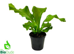 birds nest fern nematodes 4" Pot Bird's Nest Fern Nidus – The Bio Dude