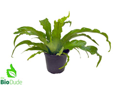 bird nest fern hawaiian name 4" Pot Bird's Nest Fern Victoria – The Bio Dude