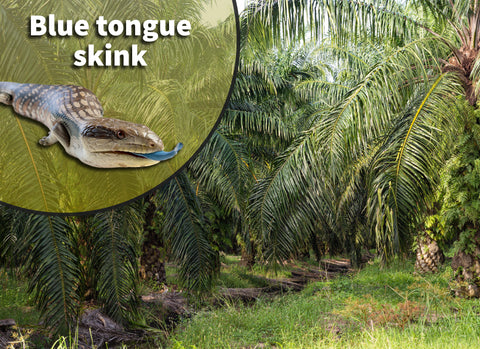 Indonesian Blue Tongue Skink Lizard Bioactive Habitat Terrarium Kit