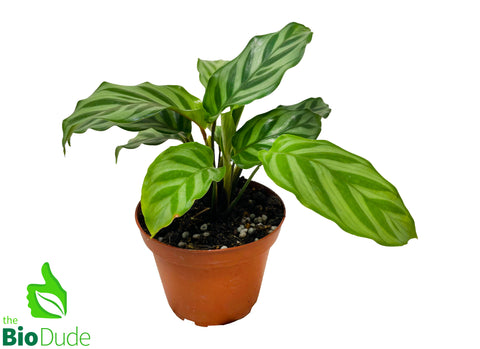 4" Pot Calathea Freddie