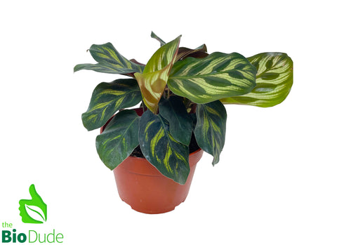 4" Pot Peacock Calathea