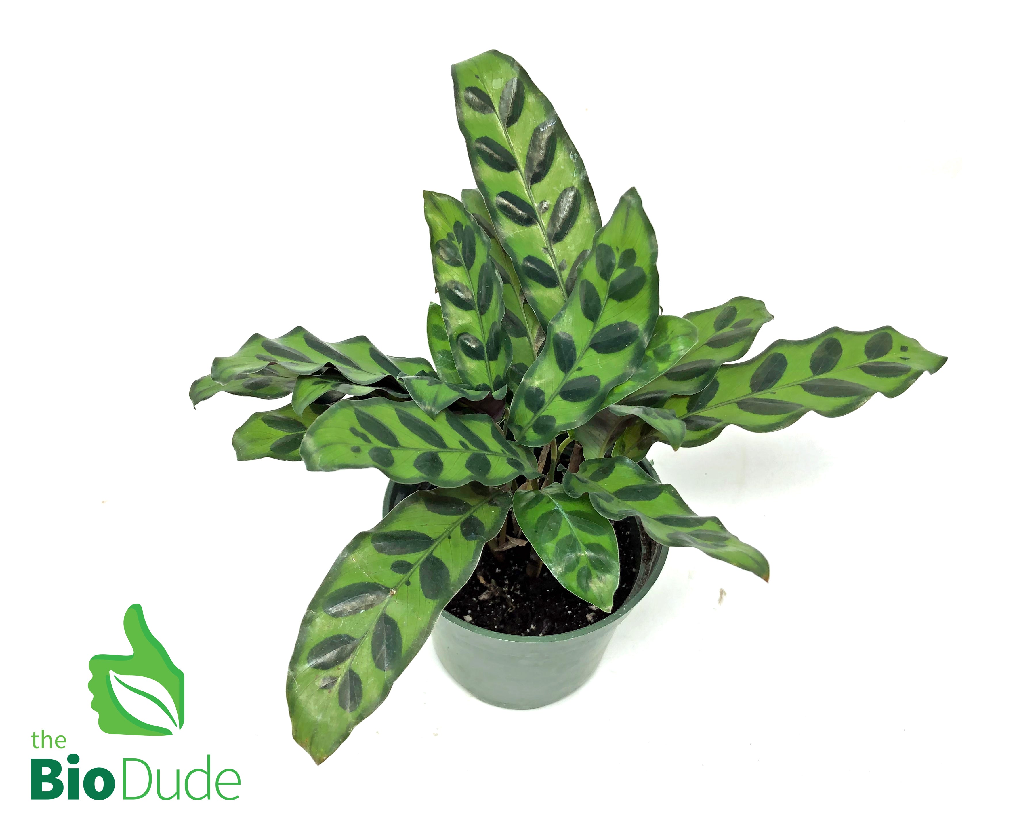 raddle snake plant 4" Pot Calathea Lancifolia – The Bio Dude
