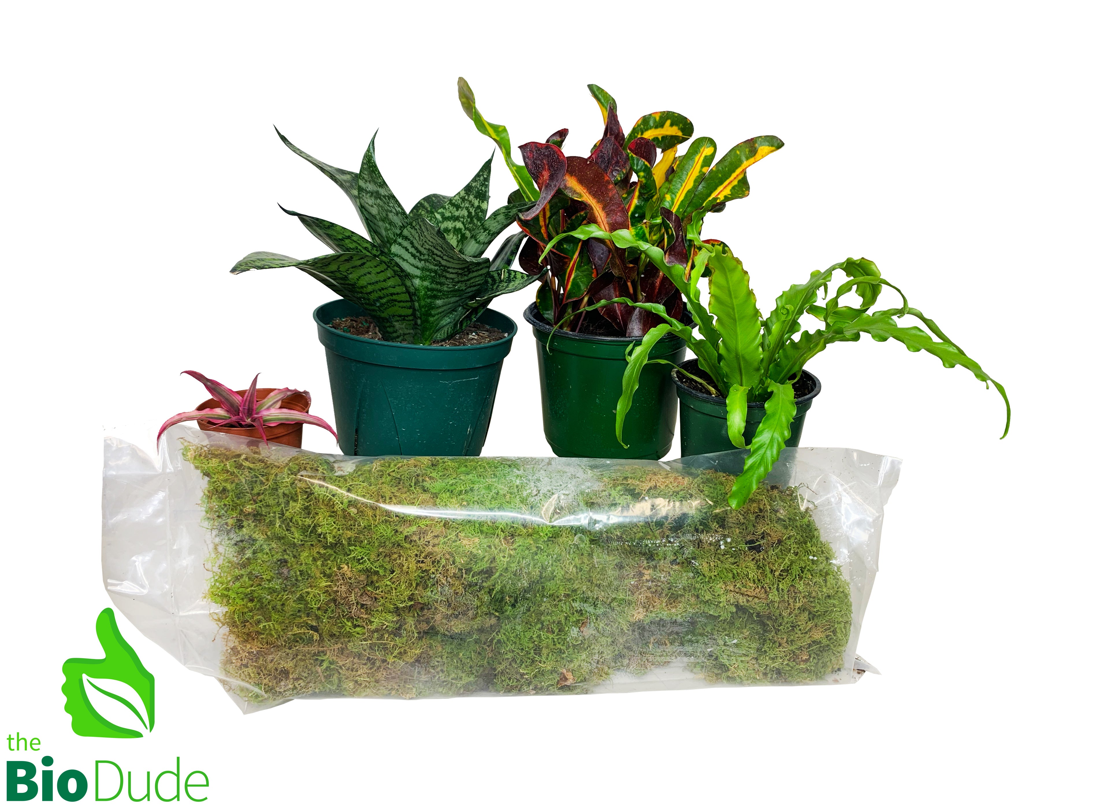 king cobra snake plant California Kingsnake Plant Pack V2 – The Bio Dude