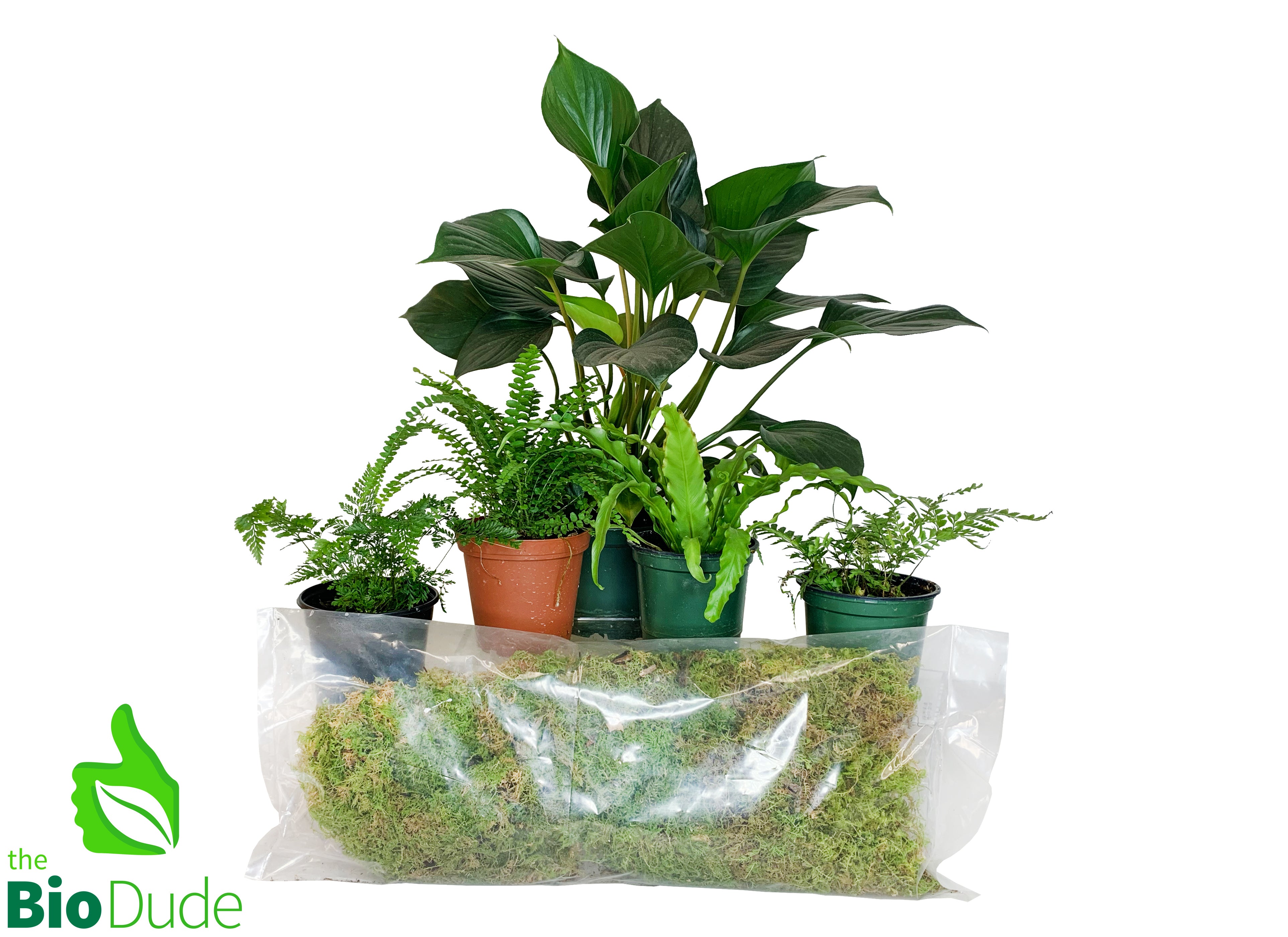 live plants in snake tank Corn Snake Plant Pack V2 – The Bio Dude