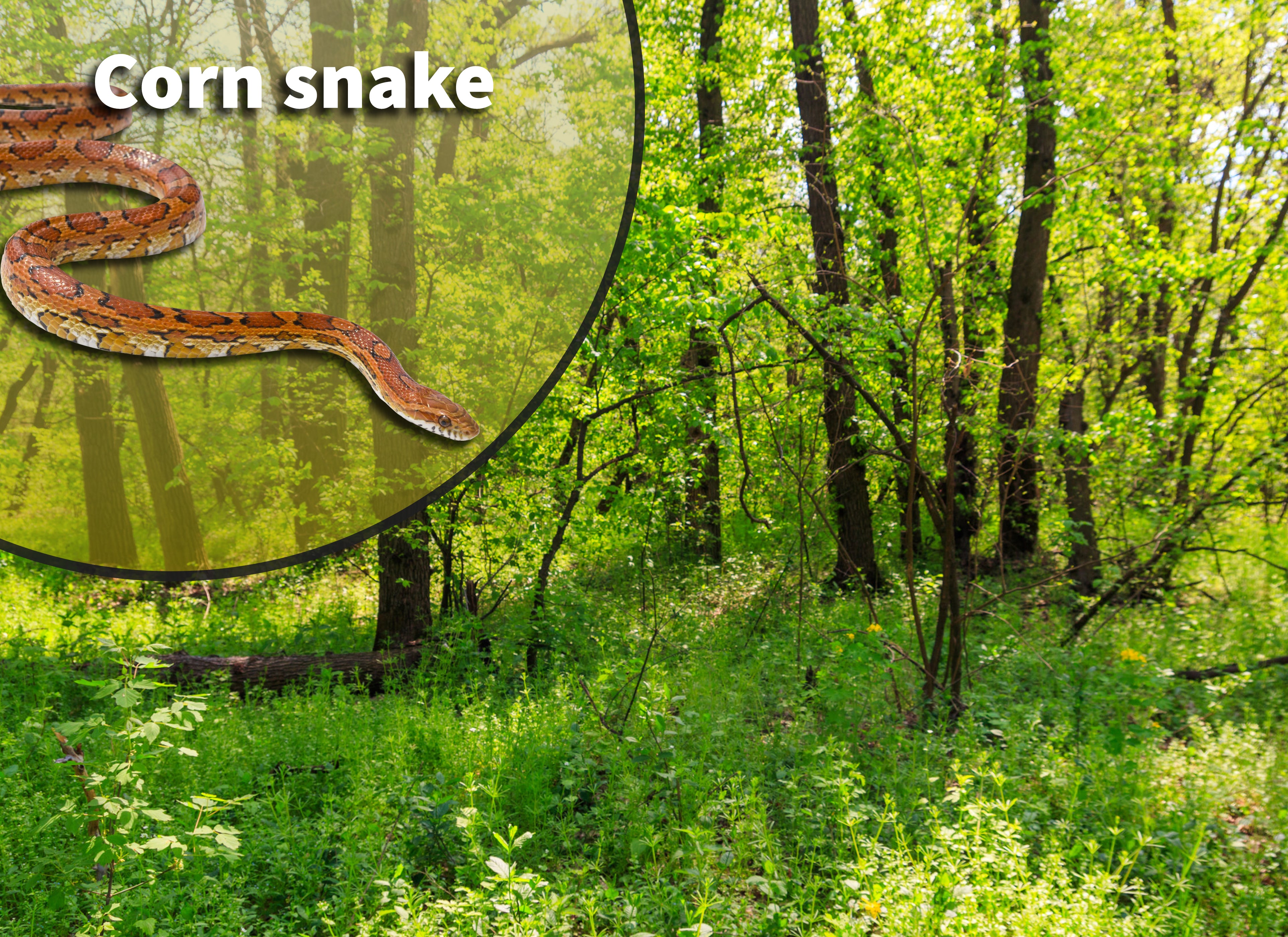 Corn Snake Habitat Setup Corn Snake Set Up : R/cornsnakes