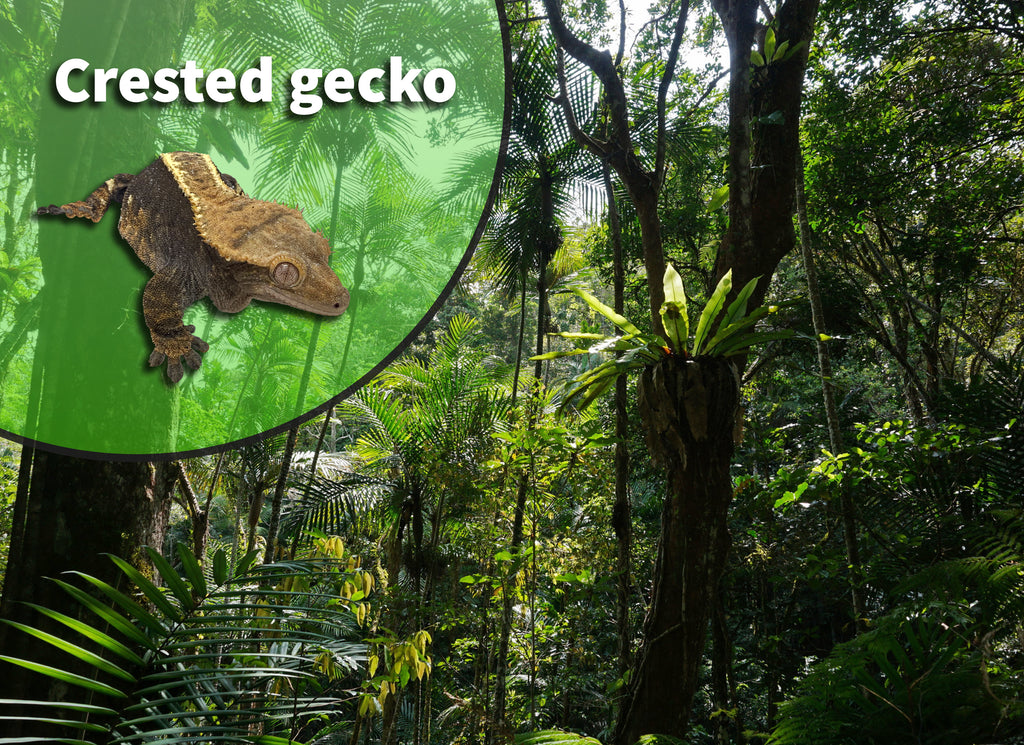 Crested Gecko Bioactive Habitat Terrarium Kit