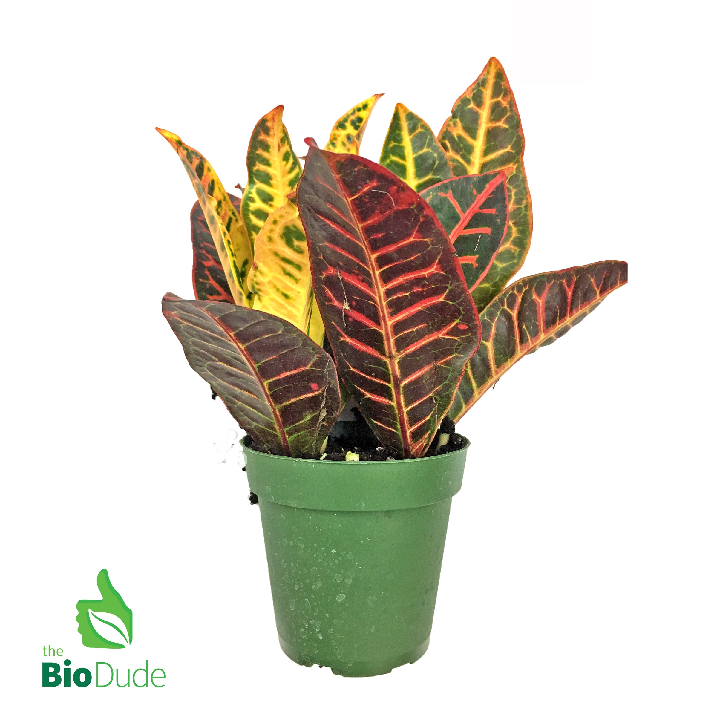best pot for croton plant 4" Pot Croton