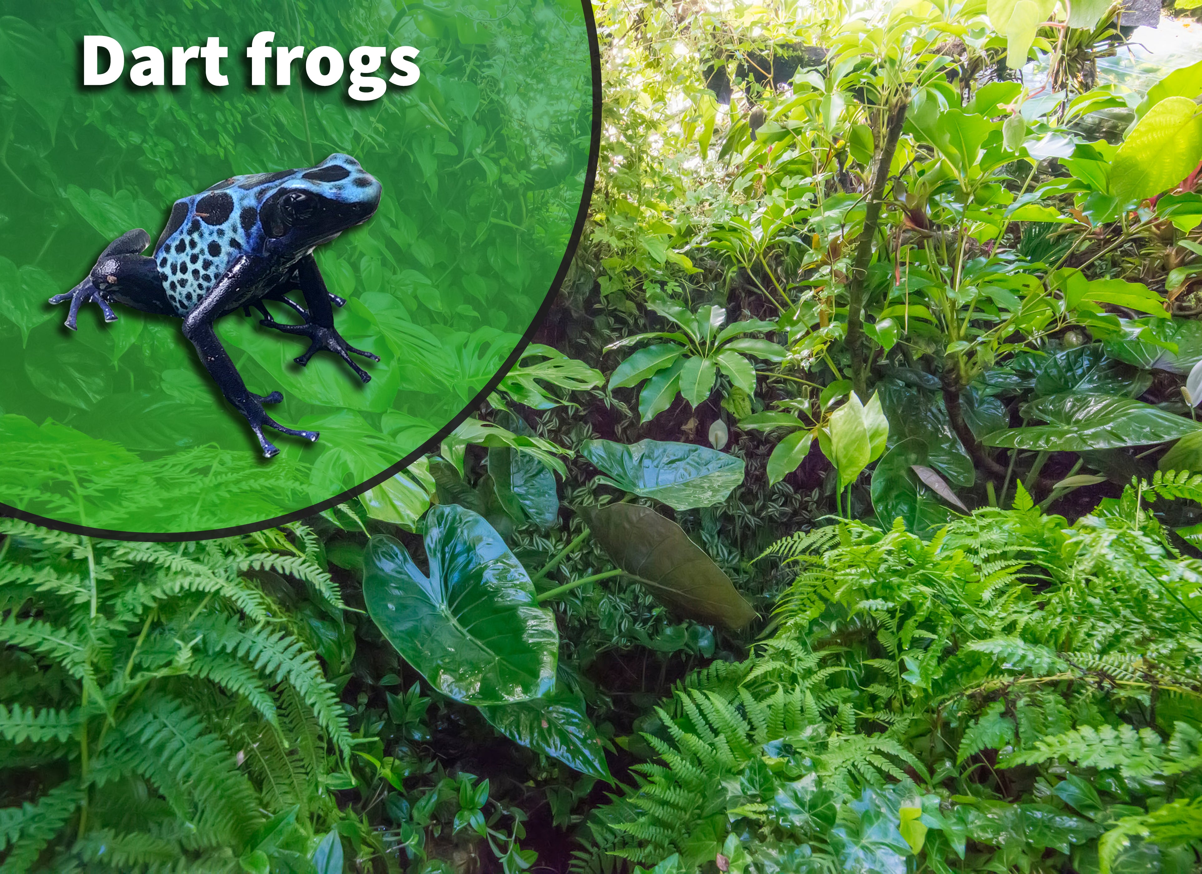 Dart Frog Bioactive Habitat Terrarium – The Bio Dude