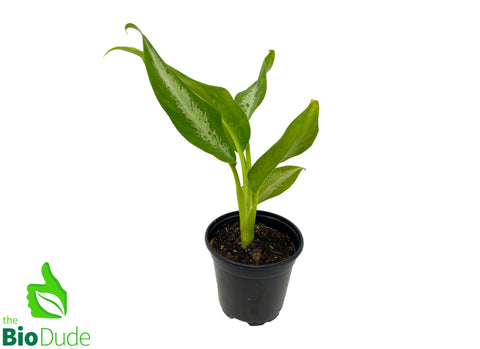 4" Pot Dieffenbachia Panther