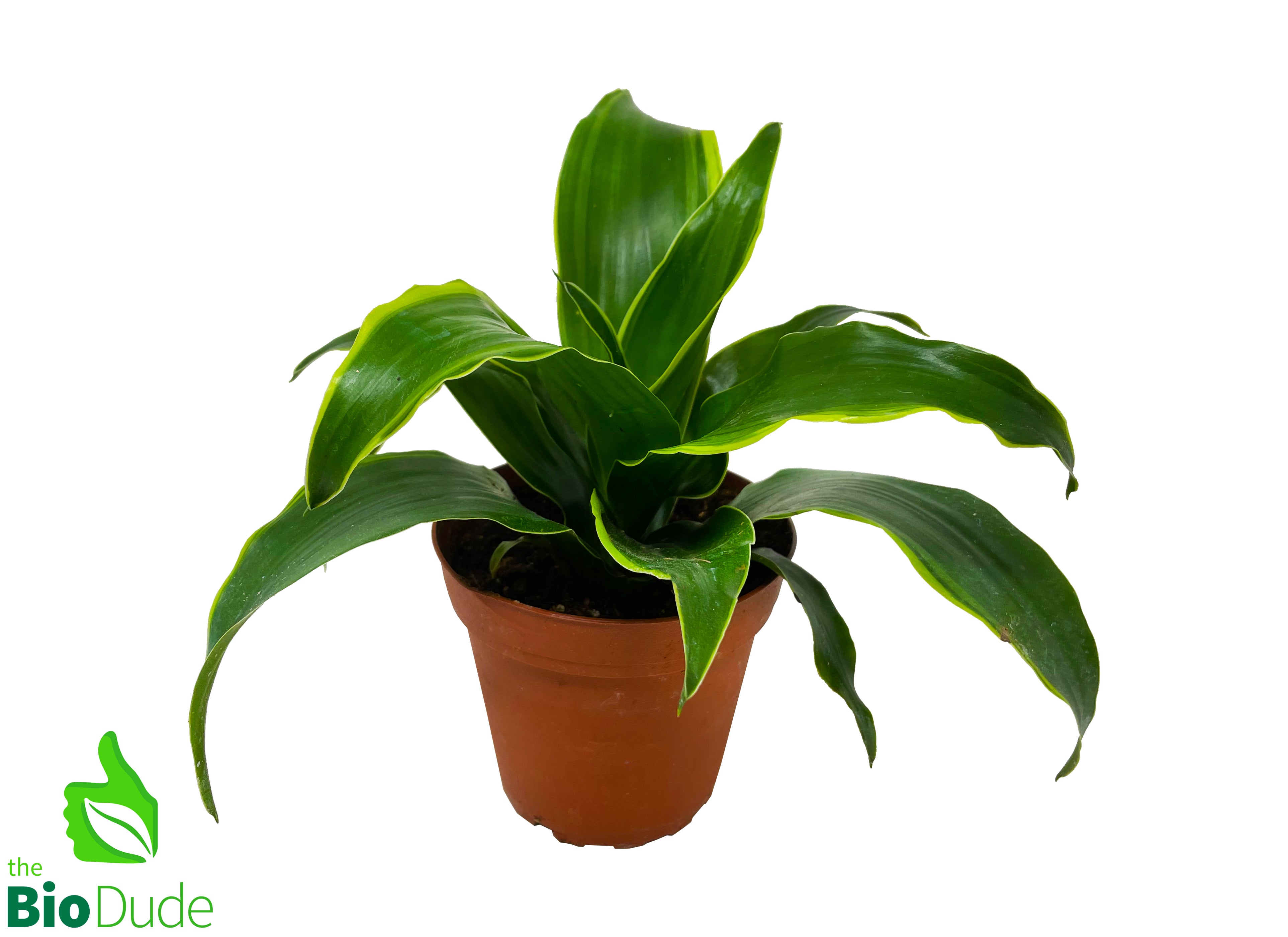 buy dracaena plant 4" Pot Dracaena Dorado