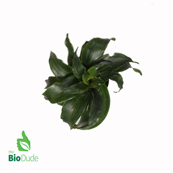 dracaena compacta for sale 4" Pot Dracaena JC Compacta – The Bio Dude
