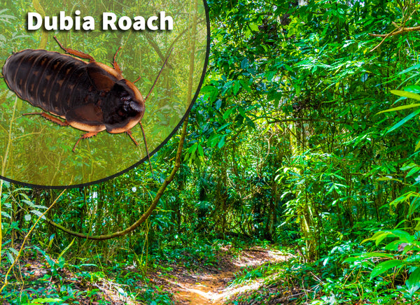 Dubia Roach Breeding For Profit photo